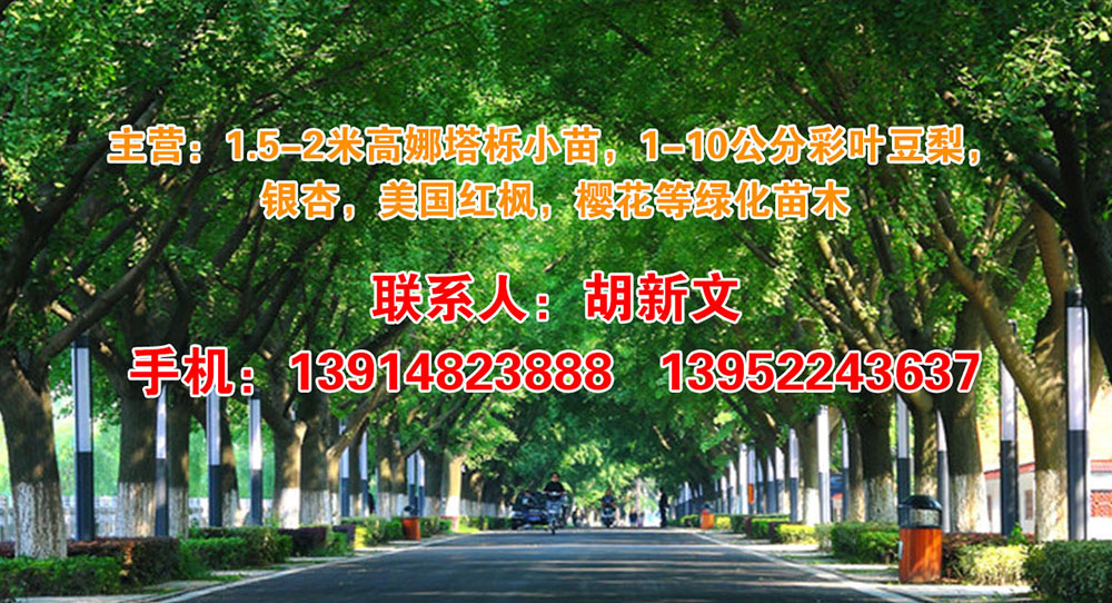 徐州丰艺景苗木种植有限公司-1.5-2米高娜塔栎小苗，1-10公分彩叶豆梨 